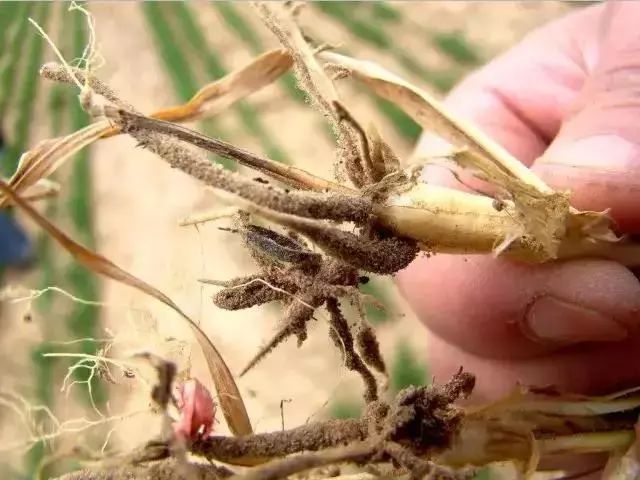 小麦枯萎发黄死苗怎么回事,小麦发黄有死苗什么原因怎样治