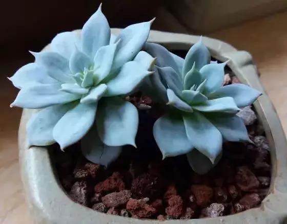 推荐轻松玩转100种常见多肉植物,700种多肉植物图鉴pdf百度云