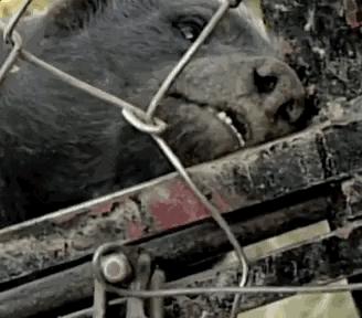 平头哥的传奇记录,平头哥的一生故事