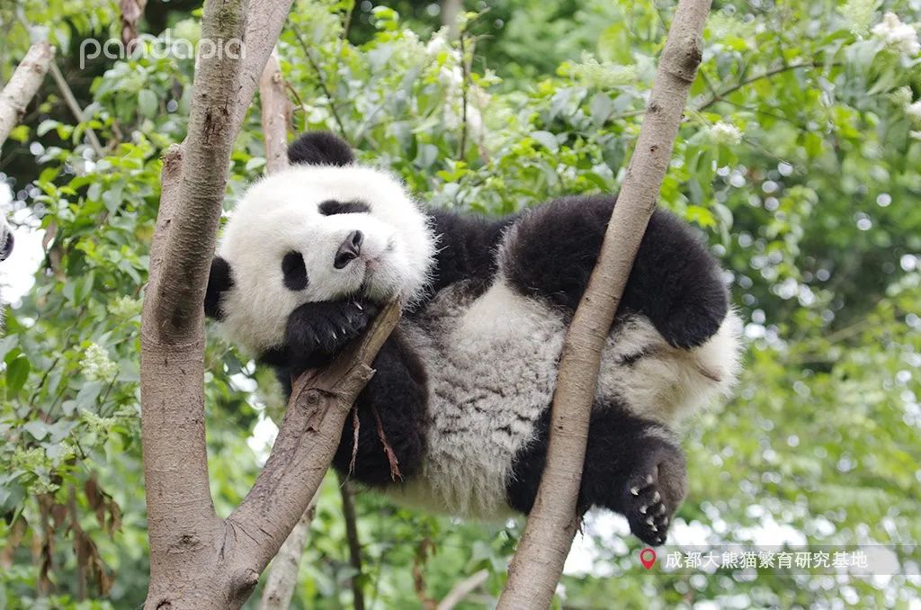 挂树的正确方法,猴子挂树姿势