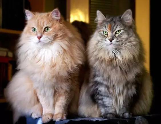 十种你肯定没见过的动物,令人惊艳的17种动物绝对罕见