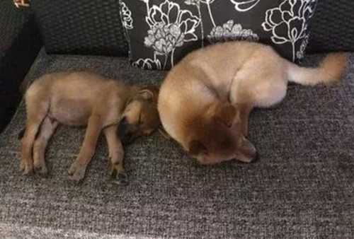 流浪狗苦苦哀求路人把自己带回家,流浪狗捡回来胆子小怎么办