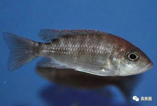 三湖慈鲷马鲷孔雀鱼多久发色,三湖慈鲷鱼之马鲷鱼
