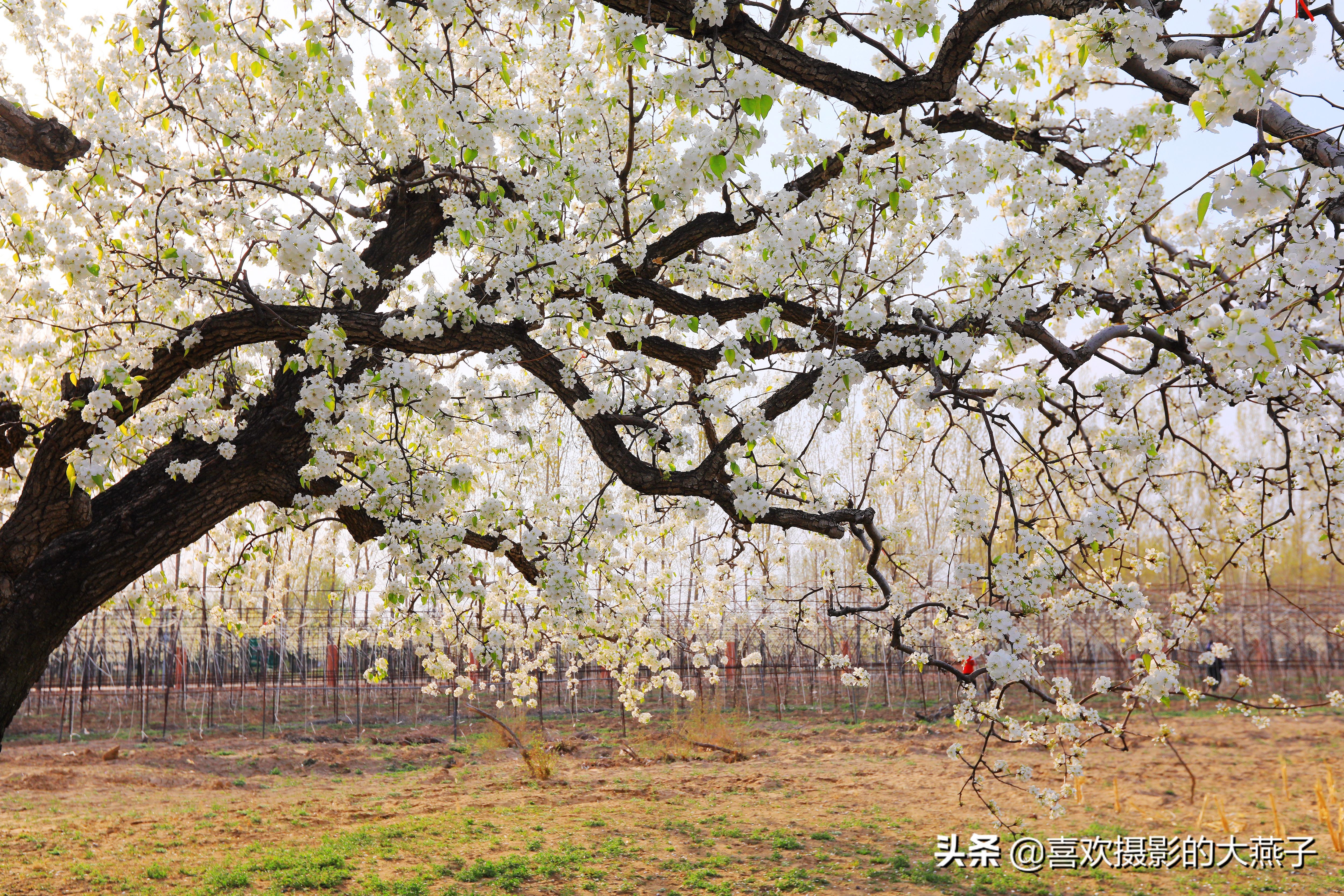 大兴万亩梨花园地点,北京大兴赏梨花具体位置