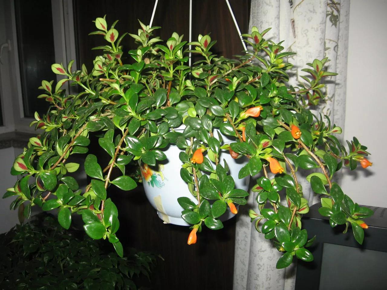 小金鱼花怎么养花开不败,小金鱼花好养吗图片