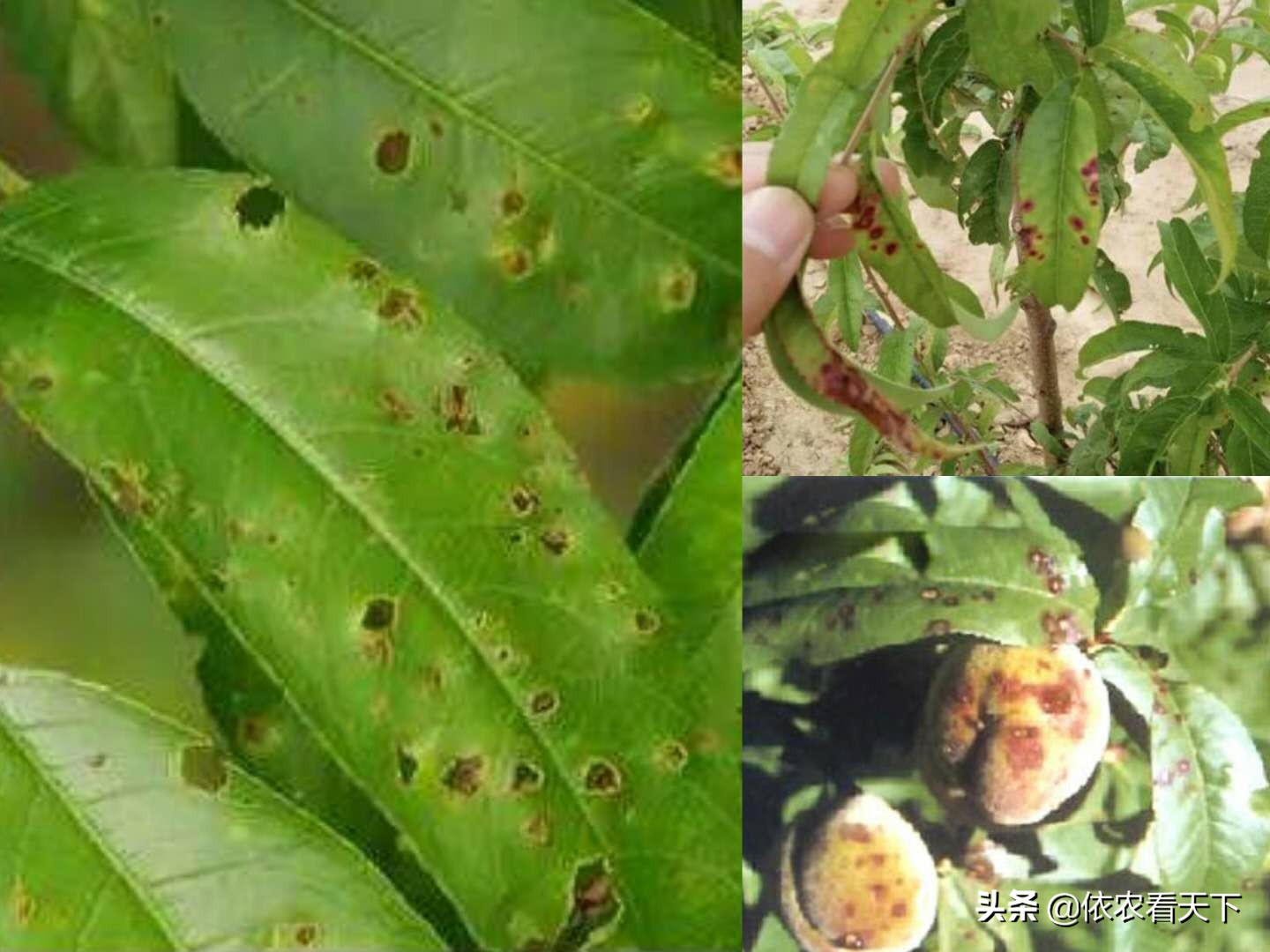 桃穿孔病的特效防治,桃穿孔落叶用什么药防治好