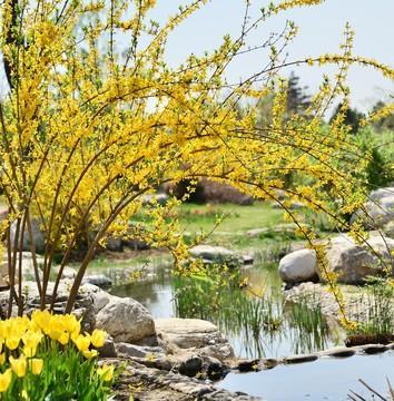 详细描写迎春花各种形态,迎春花形态特征