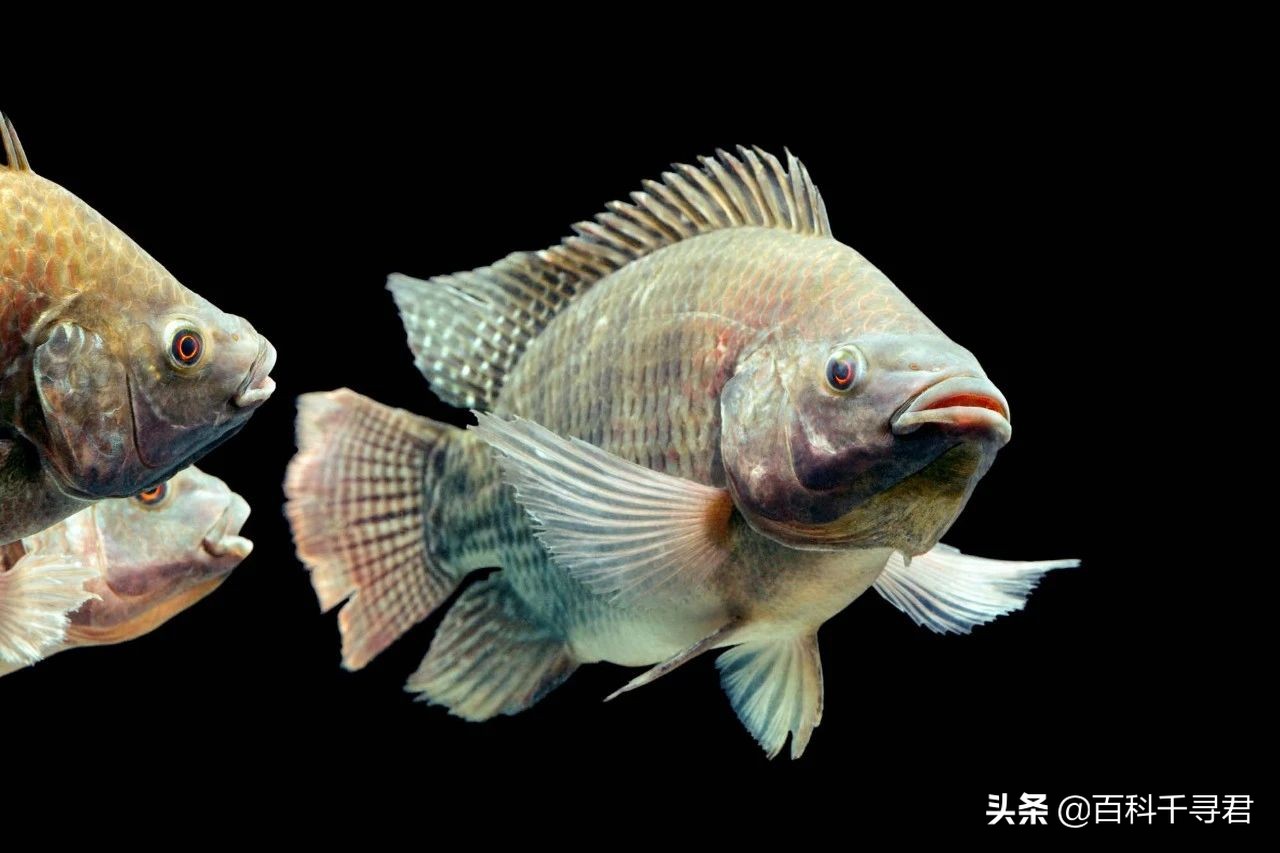 我国有哪些入侵物种及危害,中国754种入侵物种有哪些可以吃