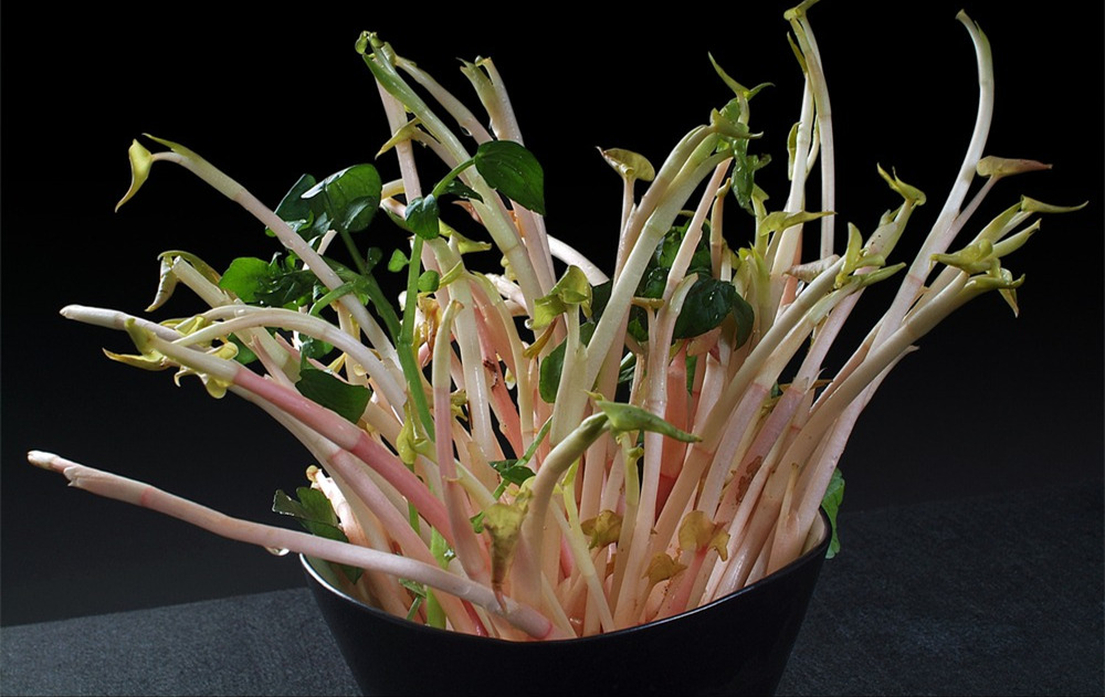 乡土散文折耳根,折耳根里的乡愁