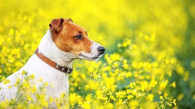 春季犬病治疗,冬春季重点传染病防控知识