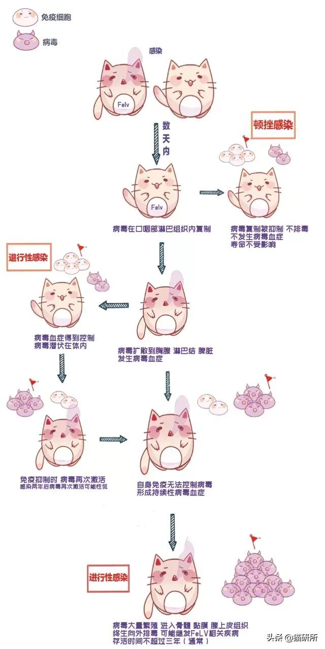 猫白血病病毒（FeLV）感染≠猫白血病≠安乐死