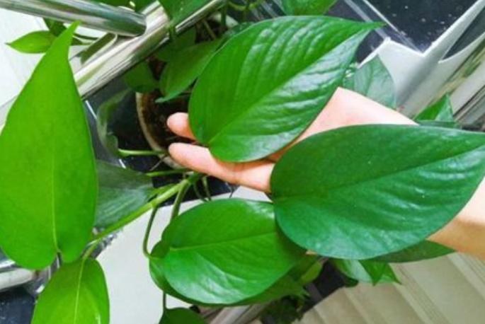 绿萝叶子为何会发黄,绿萝用这三招叶片绿油油