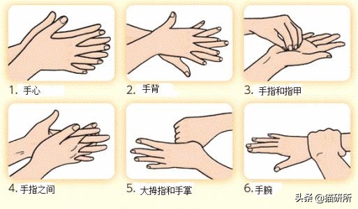 想喂猫咪食物猫咪害怕我们怎么办,新手养猫咪饮食都要注意哪些事项