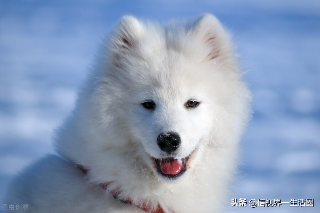 适合单身女生养的萌宠