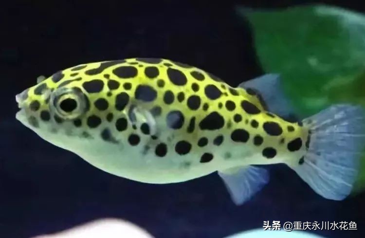 十大最好看的观赏鱼,观赏鱼100种形态