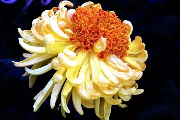 花中四君子菊花国画用笔,花中四君子菊花高清图片