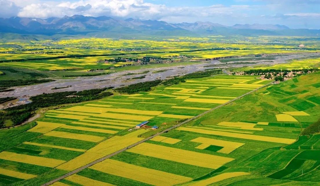 赏油菜花攻略,寻找最美油菜花可去这十大景点