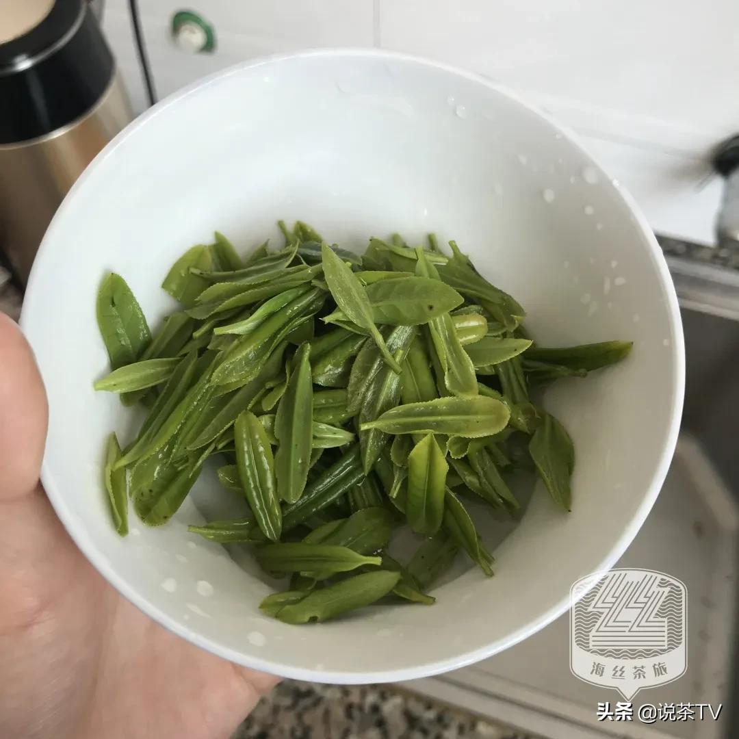 福鼎白茶还有“十不采”规定?让我们去河山有机茶园一探究竟