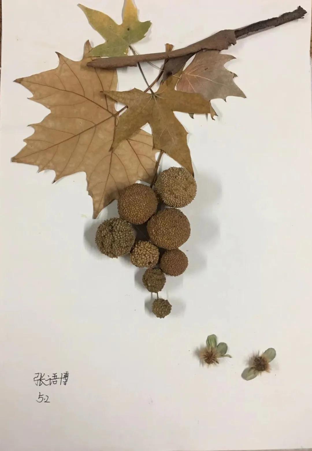 石家庄裕东小学东校区,石家庄裕东小学片内校区