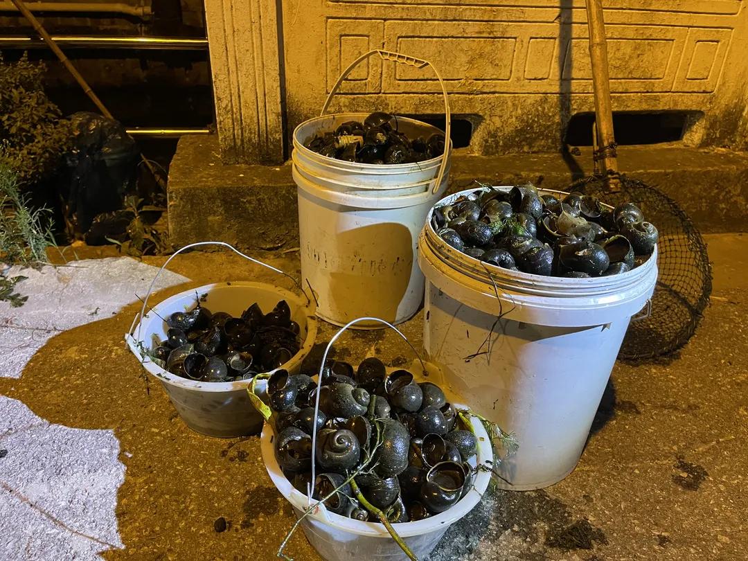 刚抓回来的螺真的不能马上吃,这些螺千万别吃了