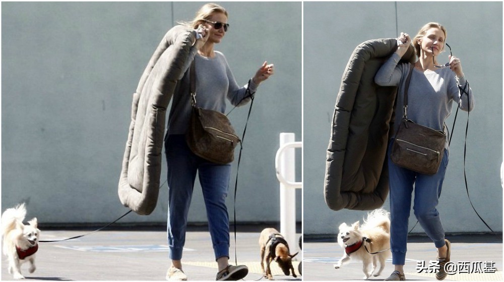 各大明星都养什么狗,公认最好养的十种狗大型犬