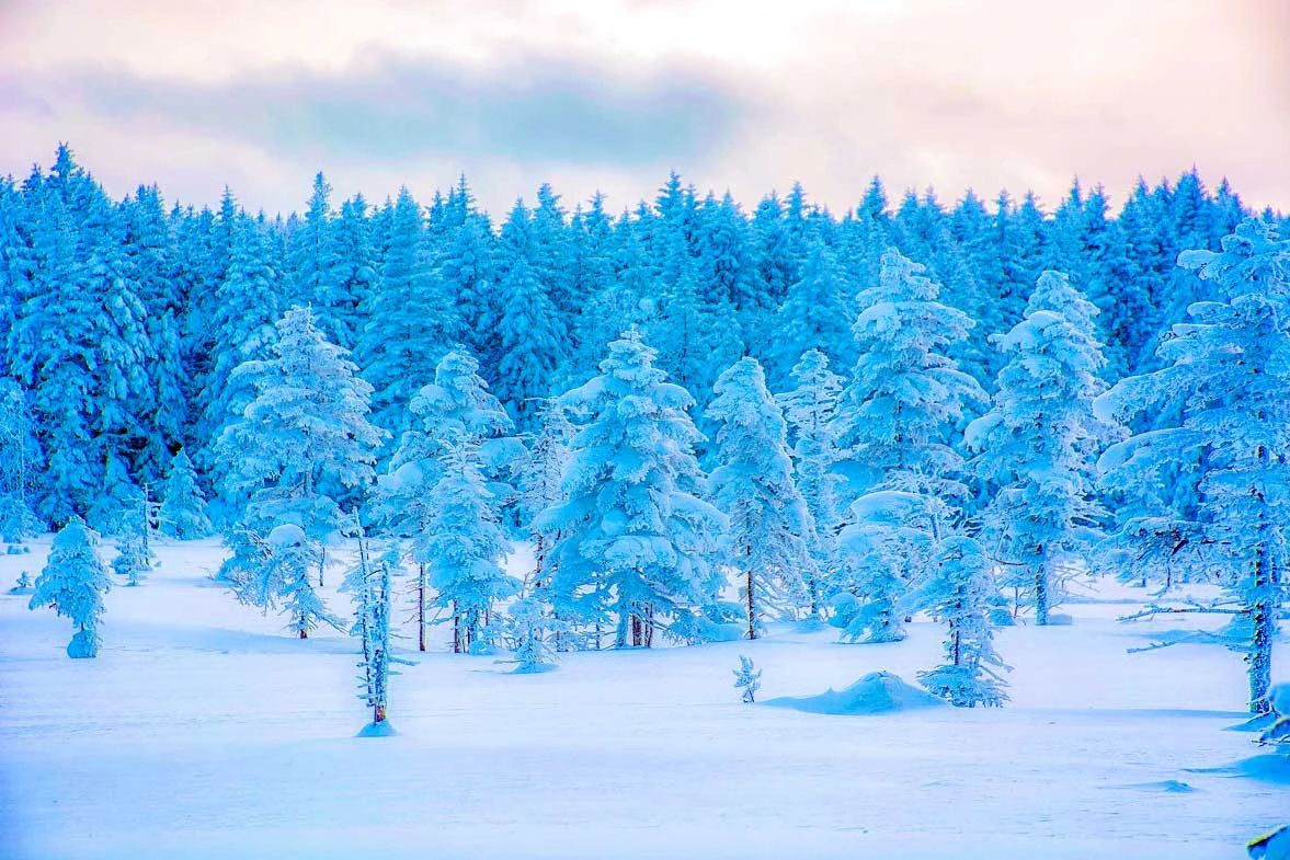 冬季的庭院景观,美丽如画的自然景观让人心旷神怡