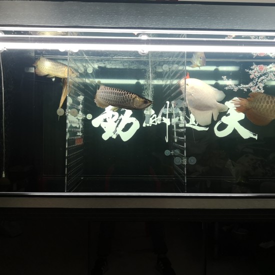 用什么可以解决鱼缸水质,鱼缸过滤水声噪音大怎么解决