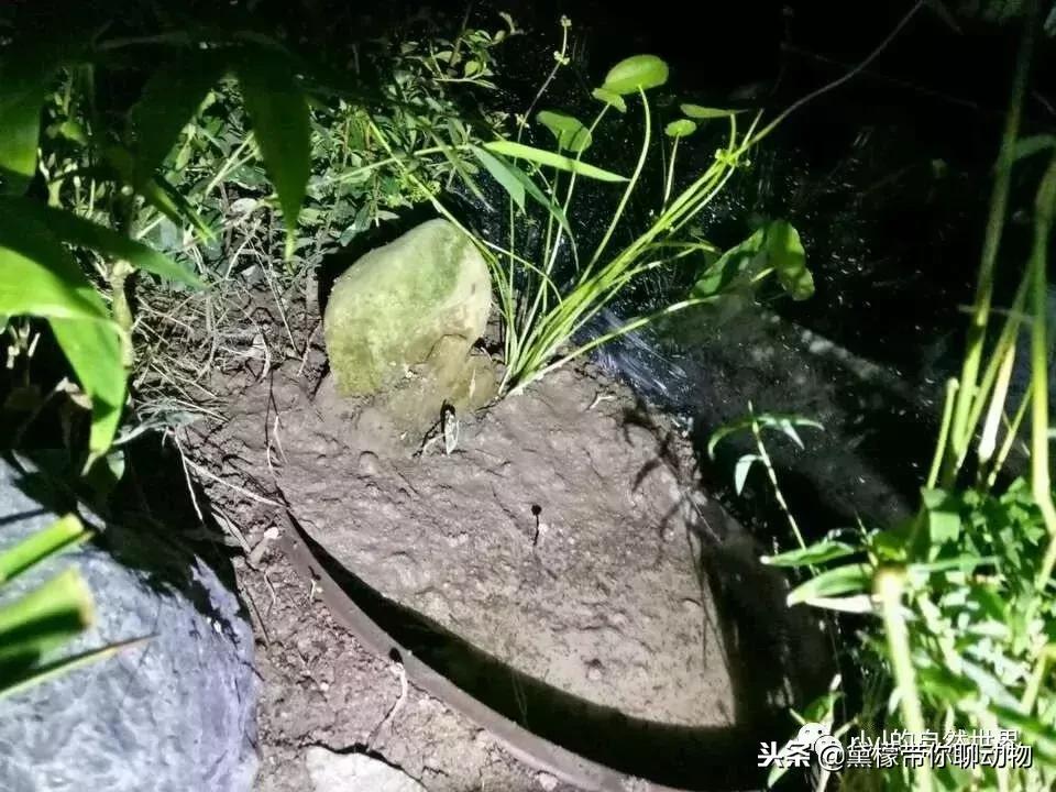 丛林造景黄缘龟池设计图大全,龟宝宝黄缘龟生态缸造景教程