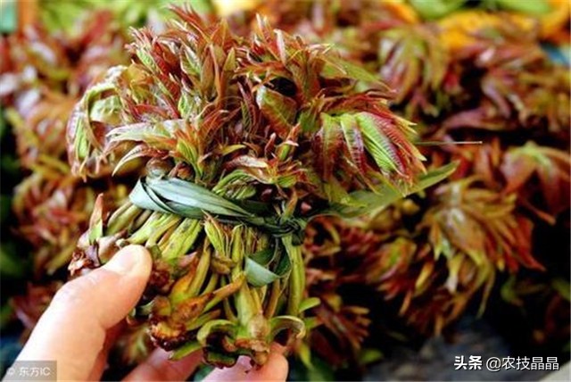 绿香椿红香椿哪个更适合阳台种植,巴山红香椿种植技术视频