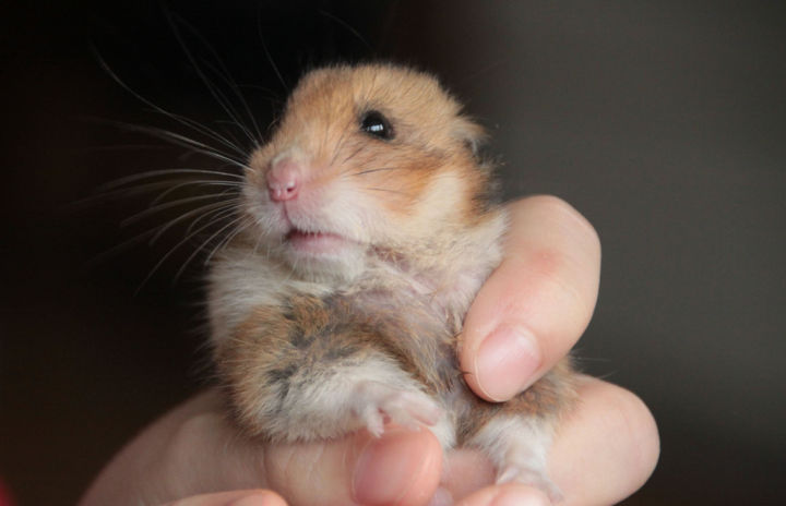 仓鼠拉稀怎么办用家里有的药,仓鼠拉稀和湿尾病怎么分辨