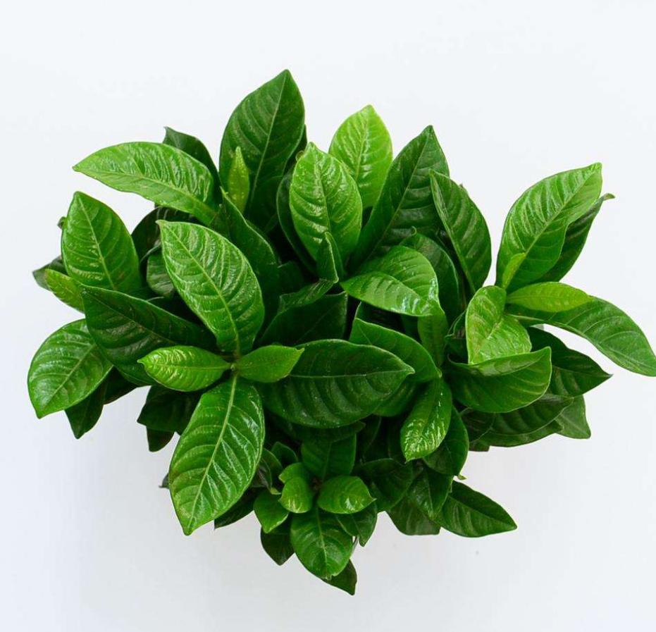 栀子花黄叶的原因及治疗方法,栀子花黄叶的原因及处理小妙招