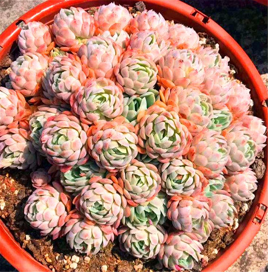 多肉冰梅的养殖方法和注意事项,多肉冰梅夏天好度夏吗