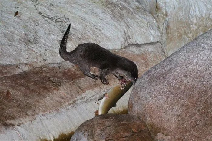 网友野外偶遇不明生物,野外偶遇小水獭