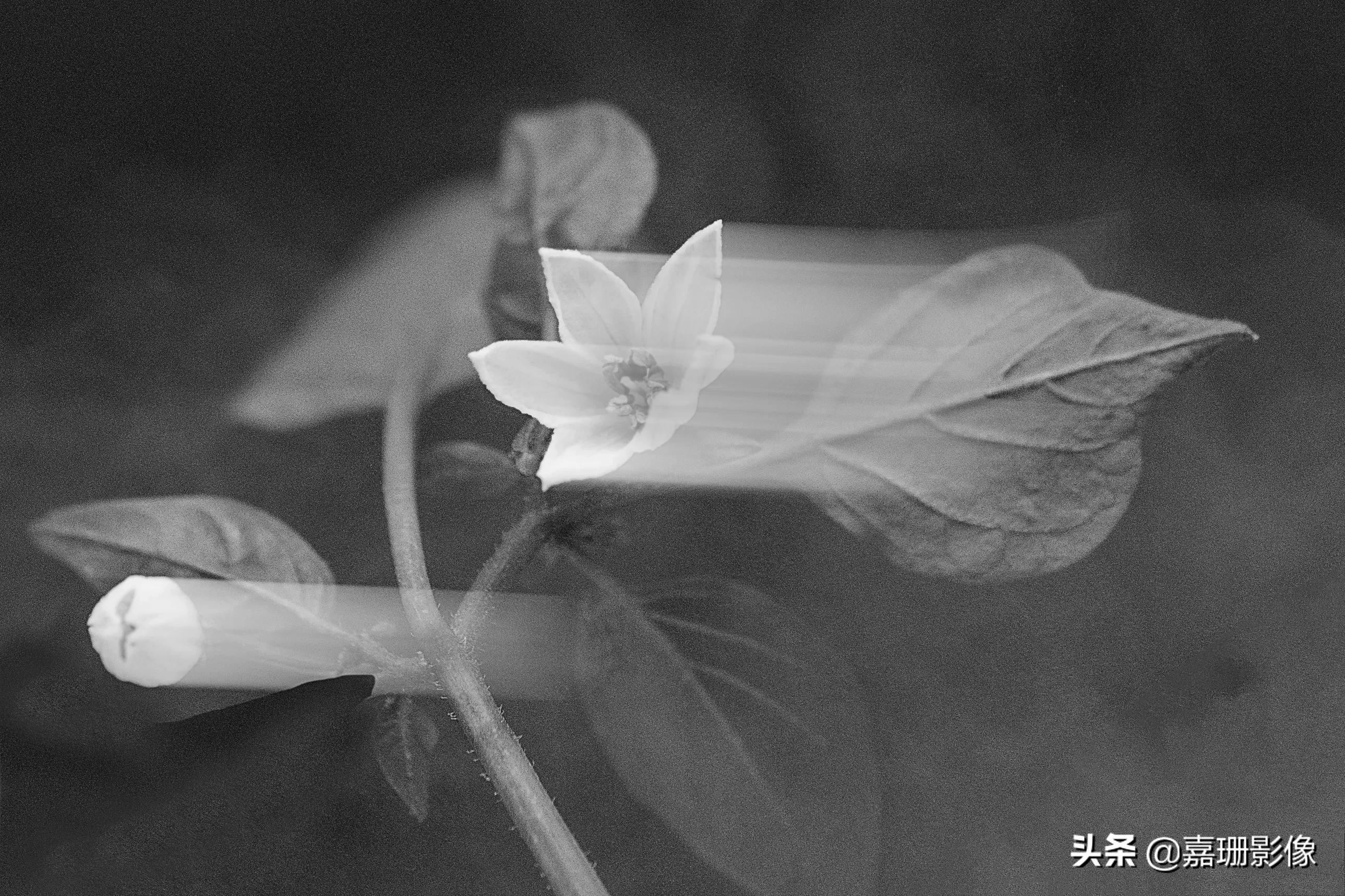 看看花容，听听花语2020年我镜头里的百种花卉