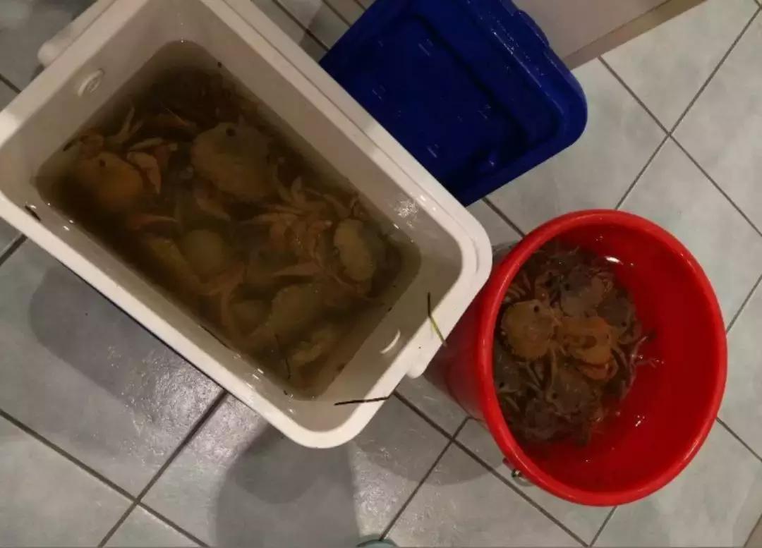 墨尔本捕蟹,墨尔本抓帝王蟹