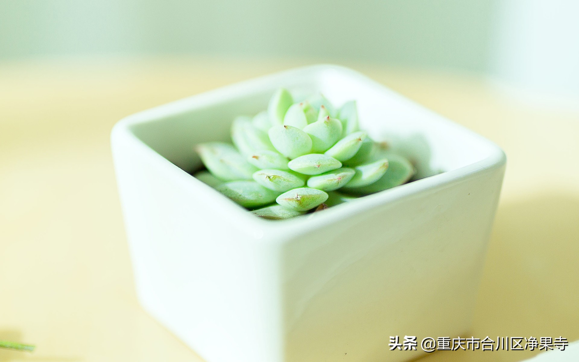 佛教里南无阿弥陀佛是什么意思,佛教里南无阿弥陀佛是什么意思啊