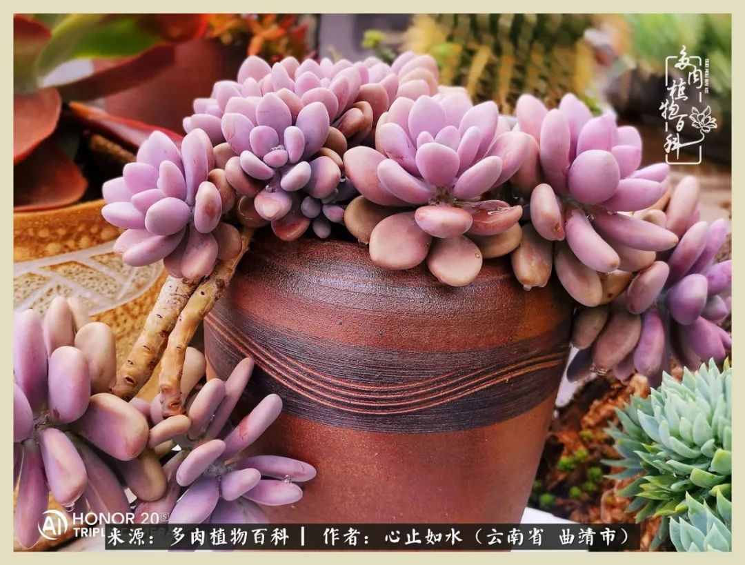 感谢陪伴感恩所有的遇见,让每个人都能感受到多肉的美好