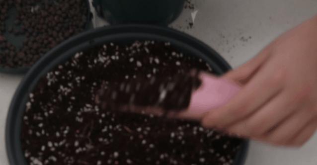 四季开花的月季又香又好养有几种,最漂亮10种盆栽月季