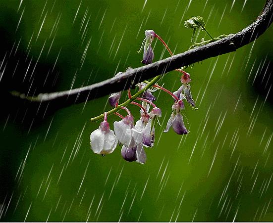 定风波晨海原版视频,定风波晴雨