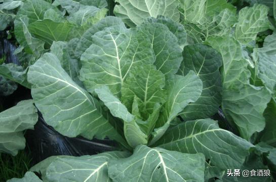 喝酒还能补充蔬果？FANCL「TheKale」青汁沙瓦登场！！