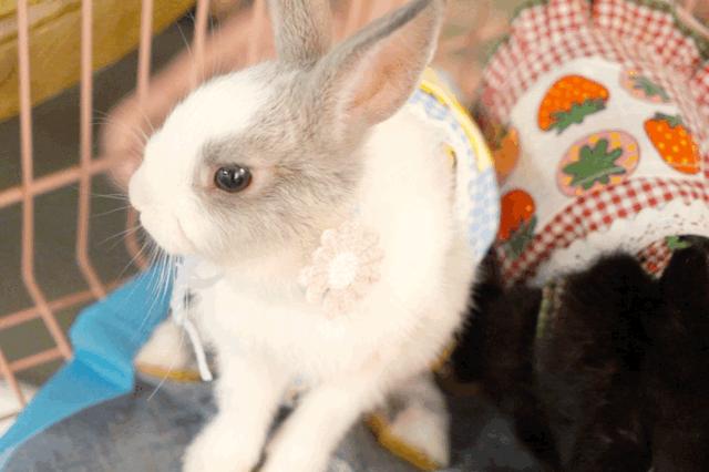 兔子馆三里屯,深圳三里屯兔子馆