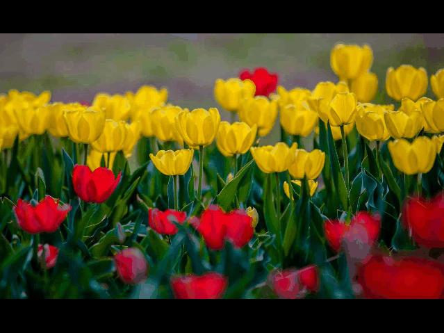 郁金香济南哪里最好,济南万象城郁金香