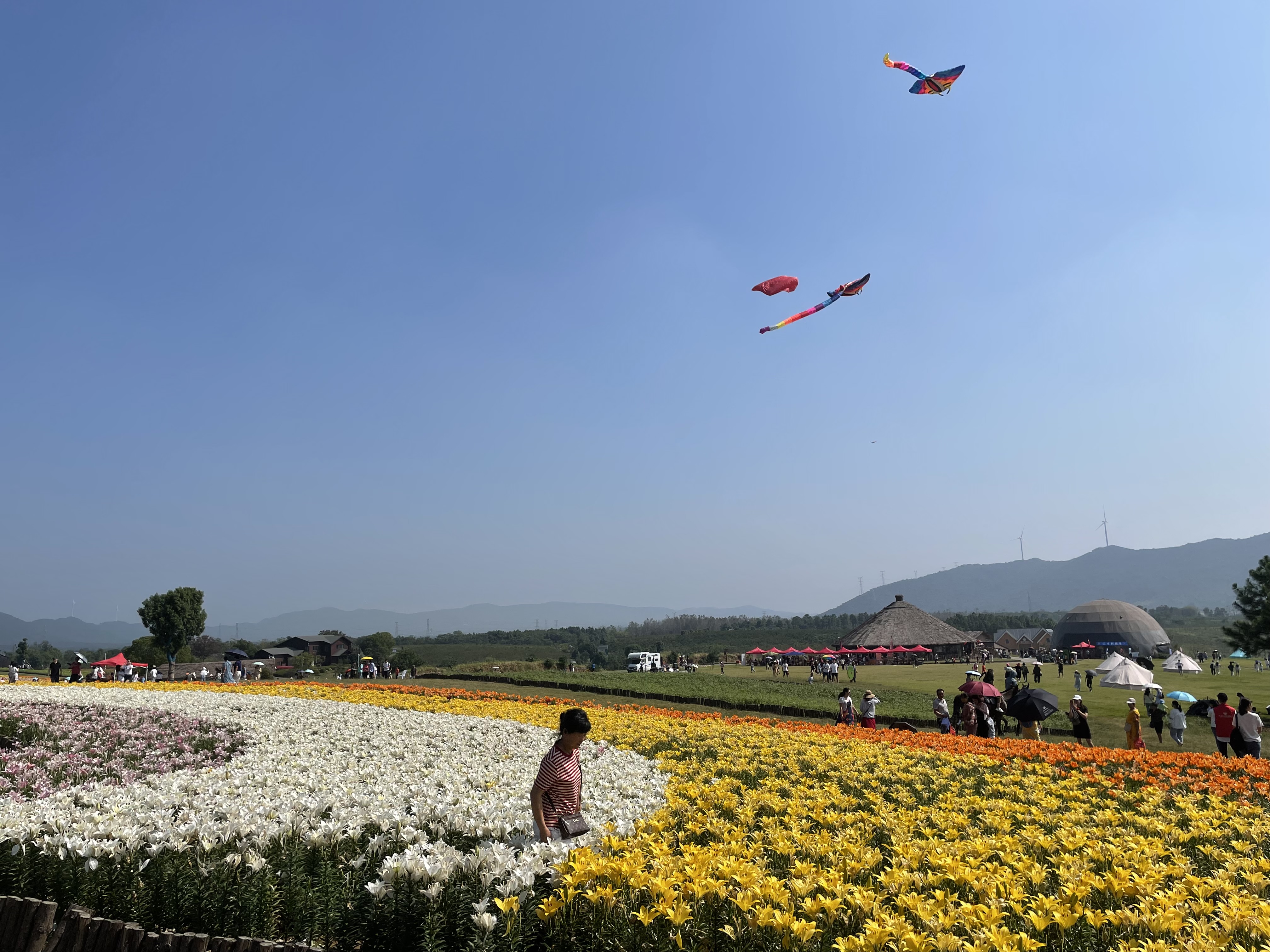 合肥四季花海公园属于几a级景区,合肥滨湖四季花海怎么坐车去