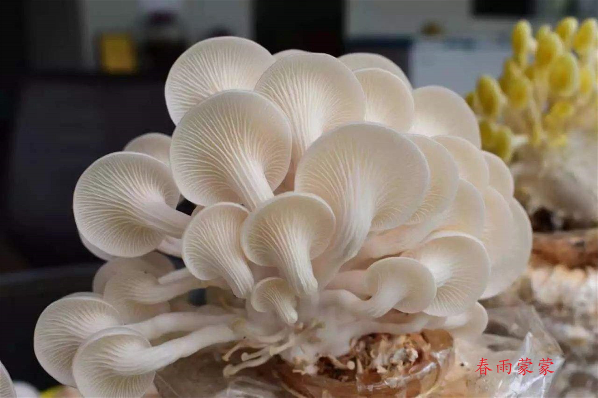 怎么在家用花盆种蘑菇,如何利用家里的一些东西种植蘑菇