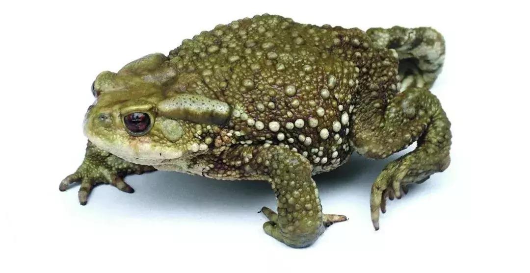 端午五毒是指哪5种,端午节常说五毒是哪五毒