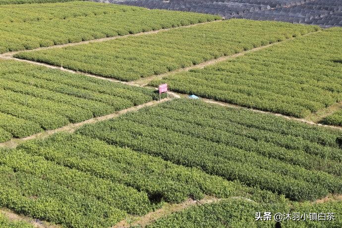 扦插法-福鼎白茶茶苗繁育