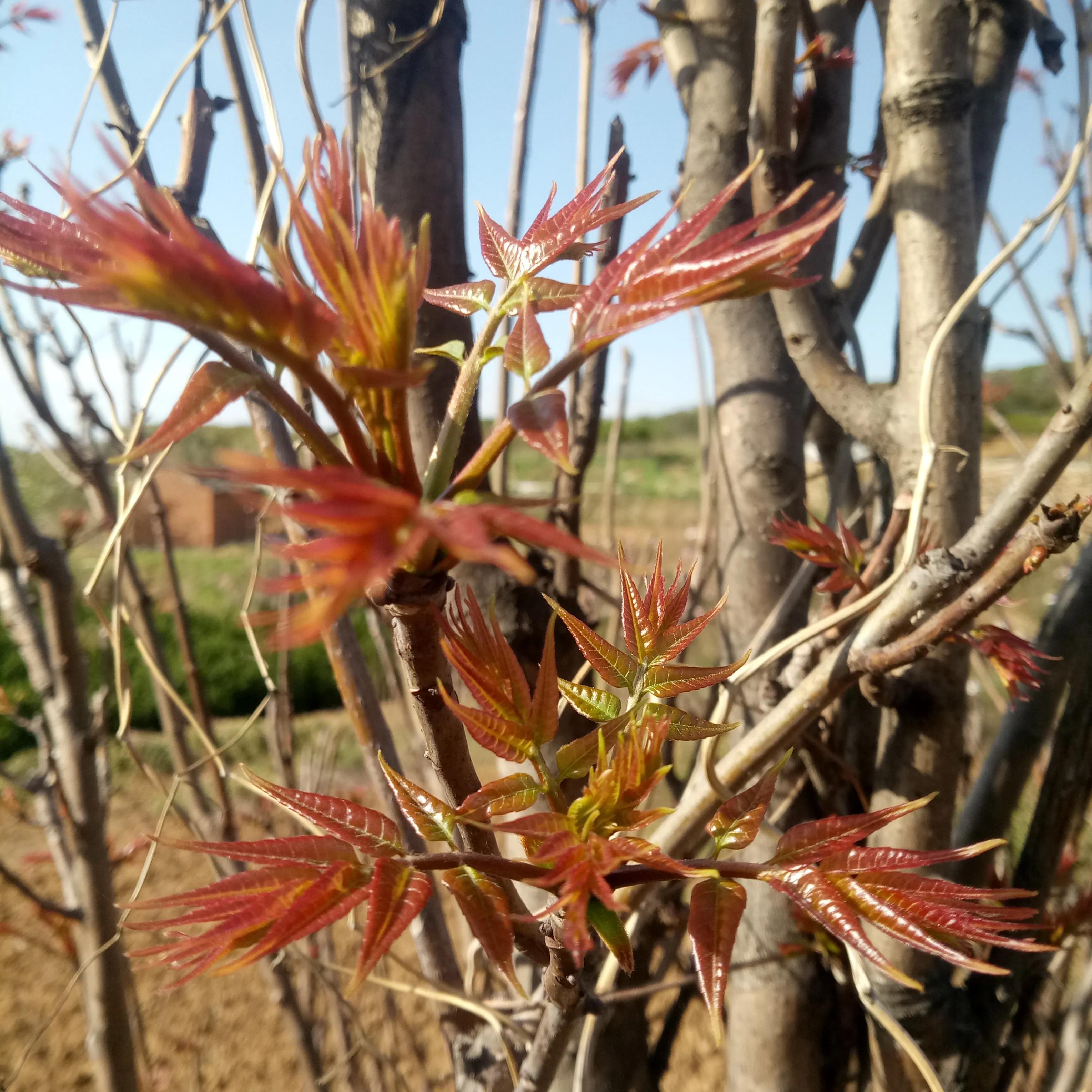 一年四季的时令蔬菜,一年四季的时令水果大全
