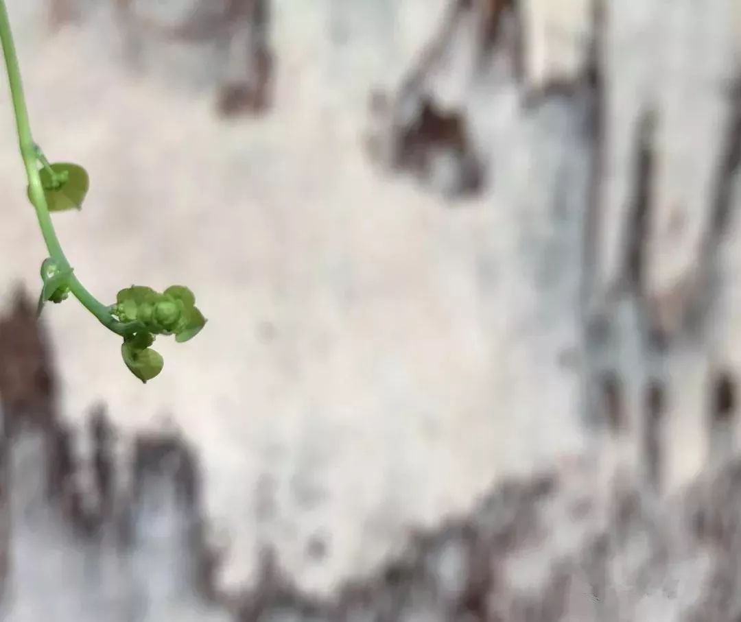 深圳红立方奇石展馆——城市中的一片自然