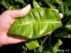 中国申奥第一茶：香气以其花果香、清香、浓强持久且耐泡为佳