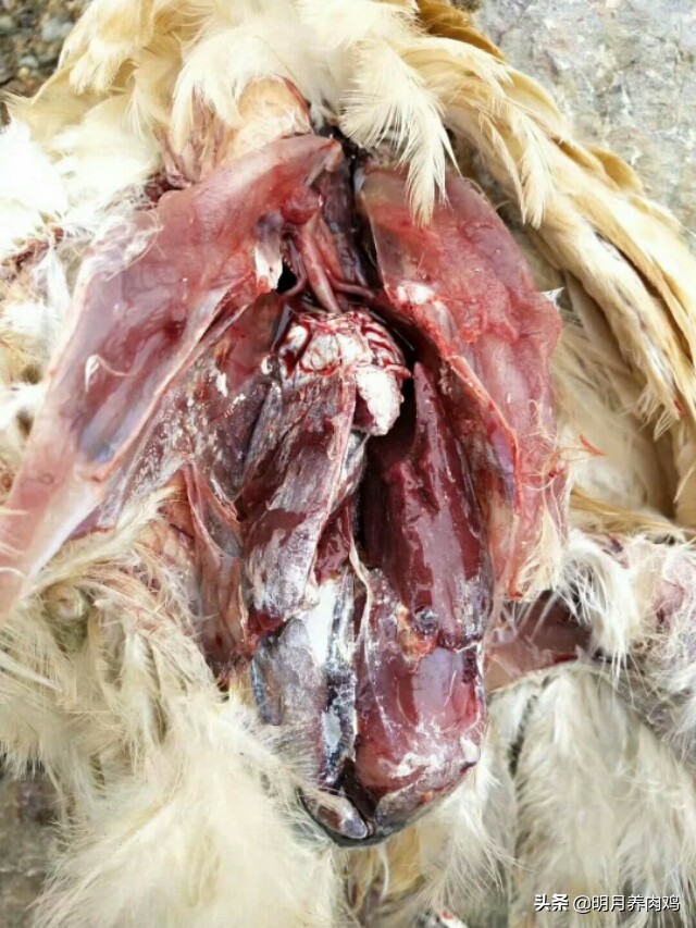 鸡群咳嗽眼肿流泪是什么病,鸡群咳嗽流眼泪用什么药